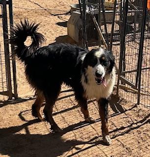 Enlarge MYSTRO, a Adoptable Australian Shepherd in Norco, CA image 4/4
