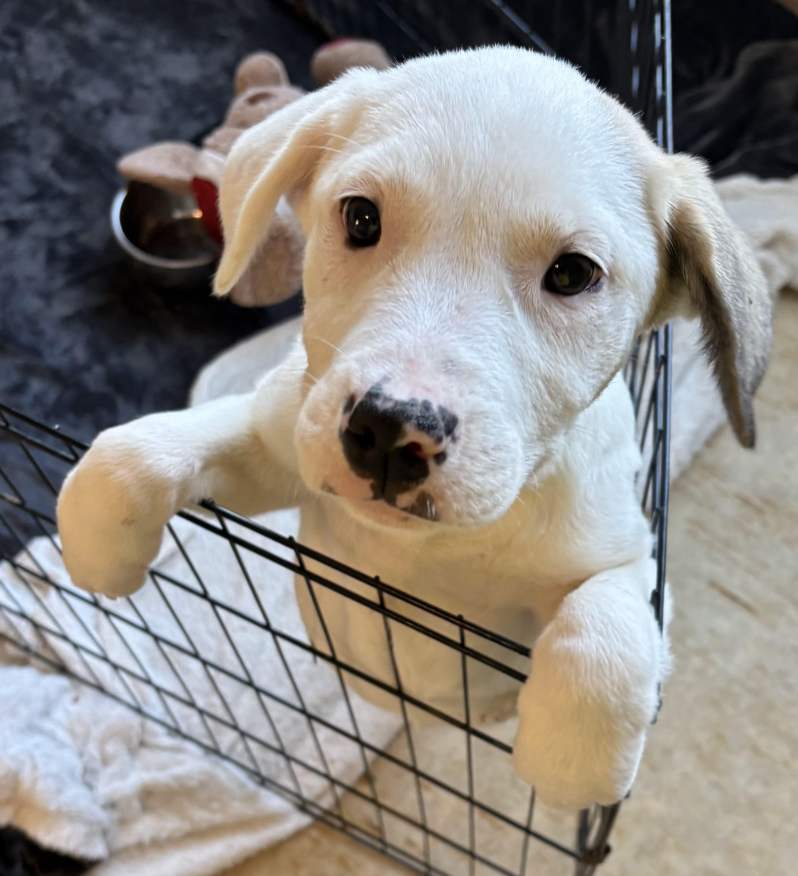 Enlarge Miranda 7531, an adopted mixed breed in Boca Raton, FL image 1/1