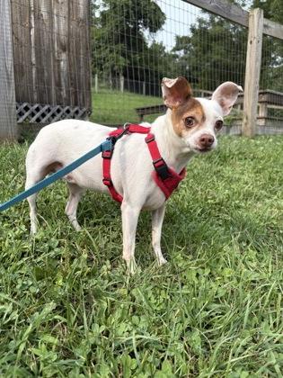 Lily, adopted, Adult Female Chihuahua.