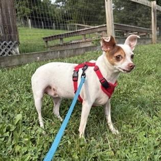 Enlarge Lily, an adopted mixed breed in Phoenixville, PA image 3/3
