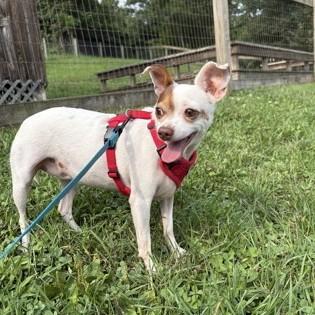 Enlarge Lily, an adopted mixed breed in Phoenixville, PA image 2/3