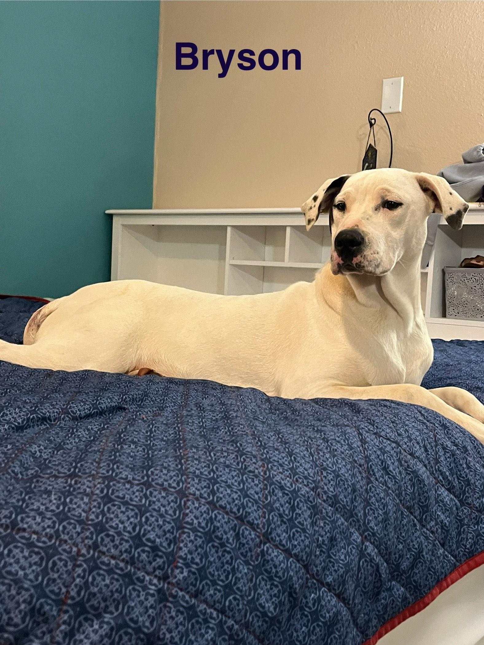 bryson, a Adoptable mixed breed in Texarkana, TX image 5/5