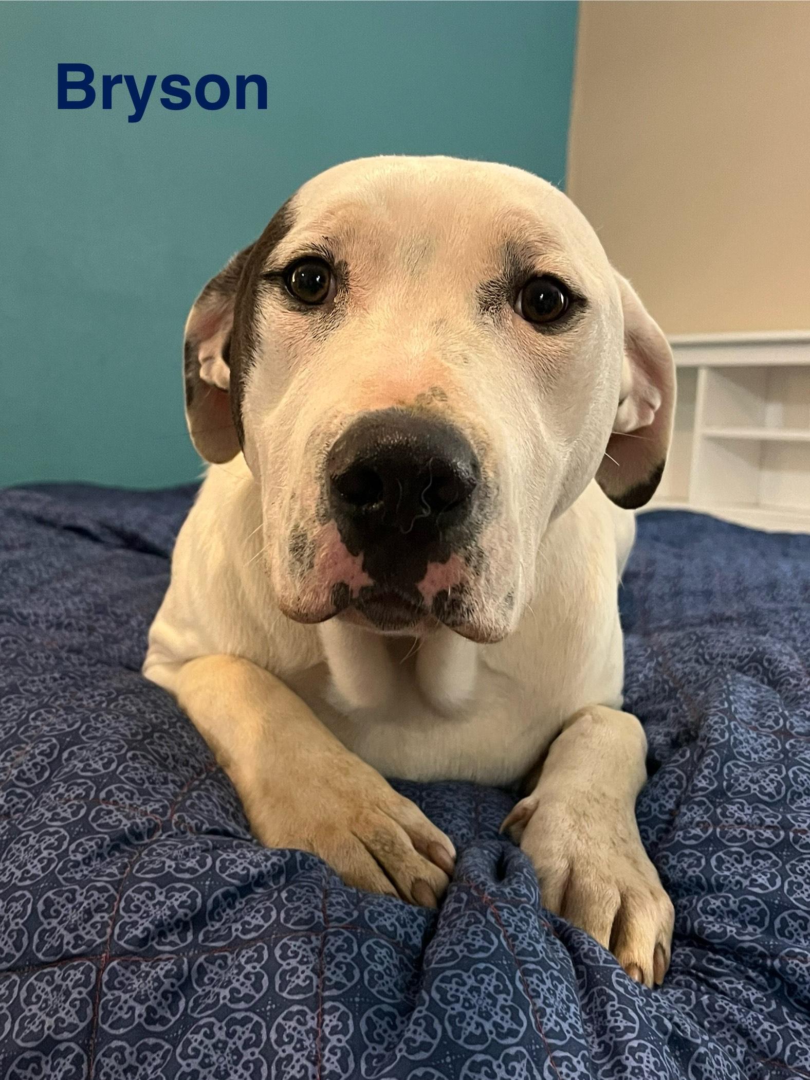 bryson, a Adoptable mixed breed in Texarkana, TX image 1/5