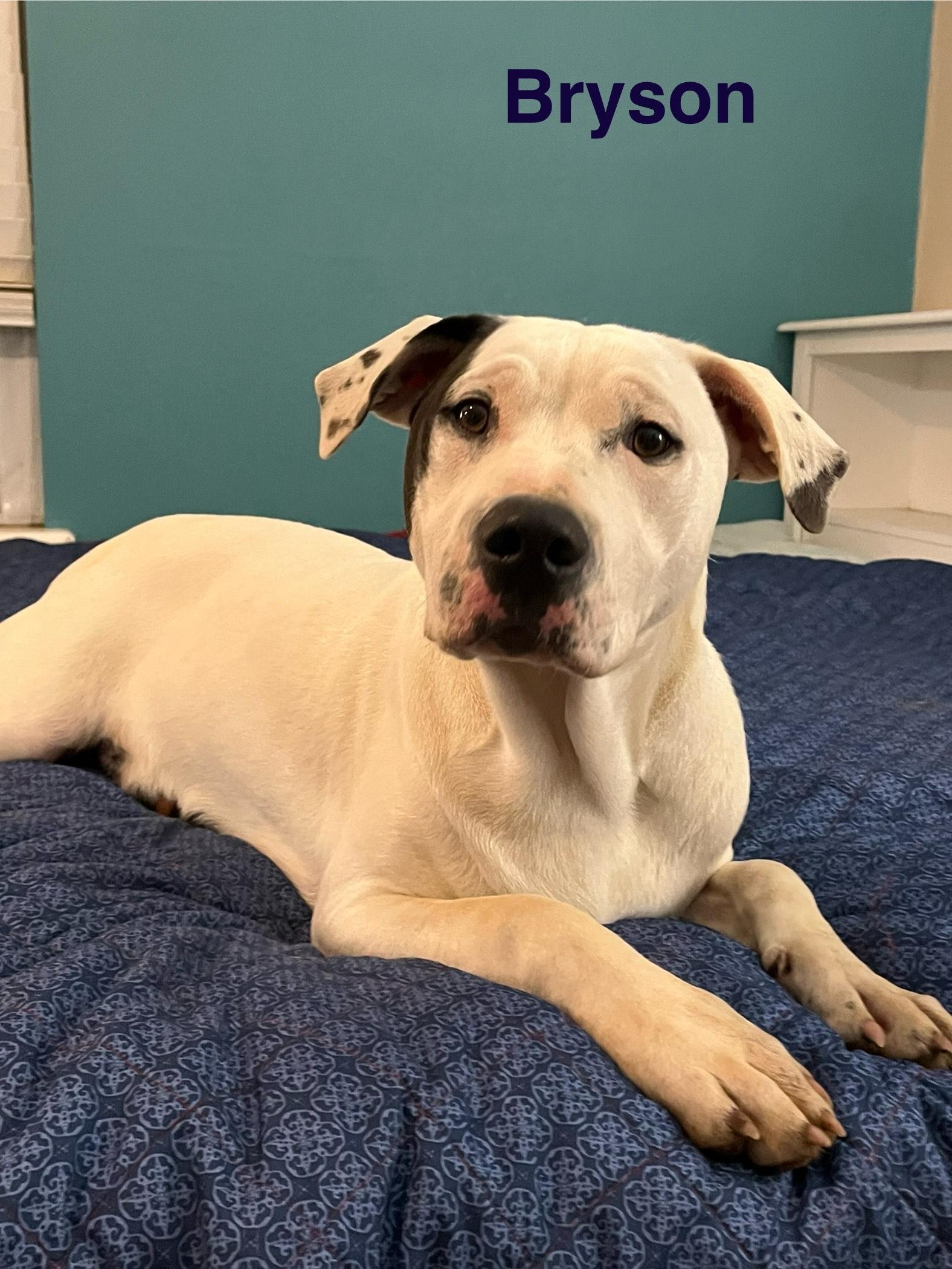 bryson, a Adoptable mixed breed in Texarkana, TX image 2/5