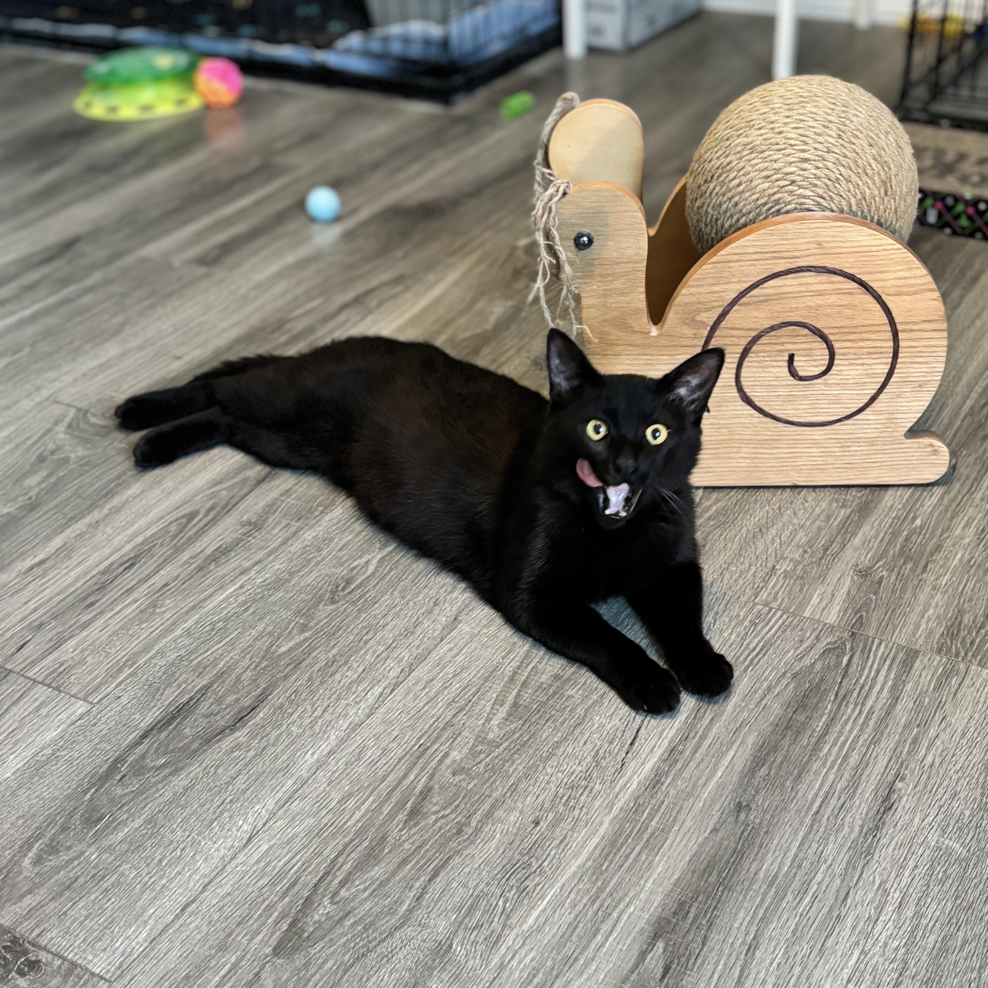 Enlarge OTIS- THE PLAYTIME PRO, a Adoptable Domestic Short Hair in Plano, TX image 5/6