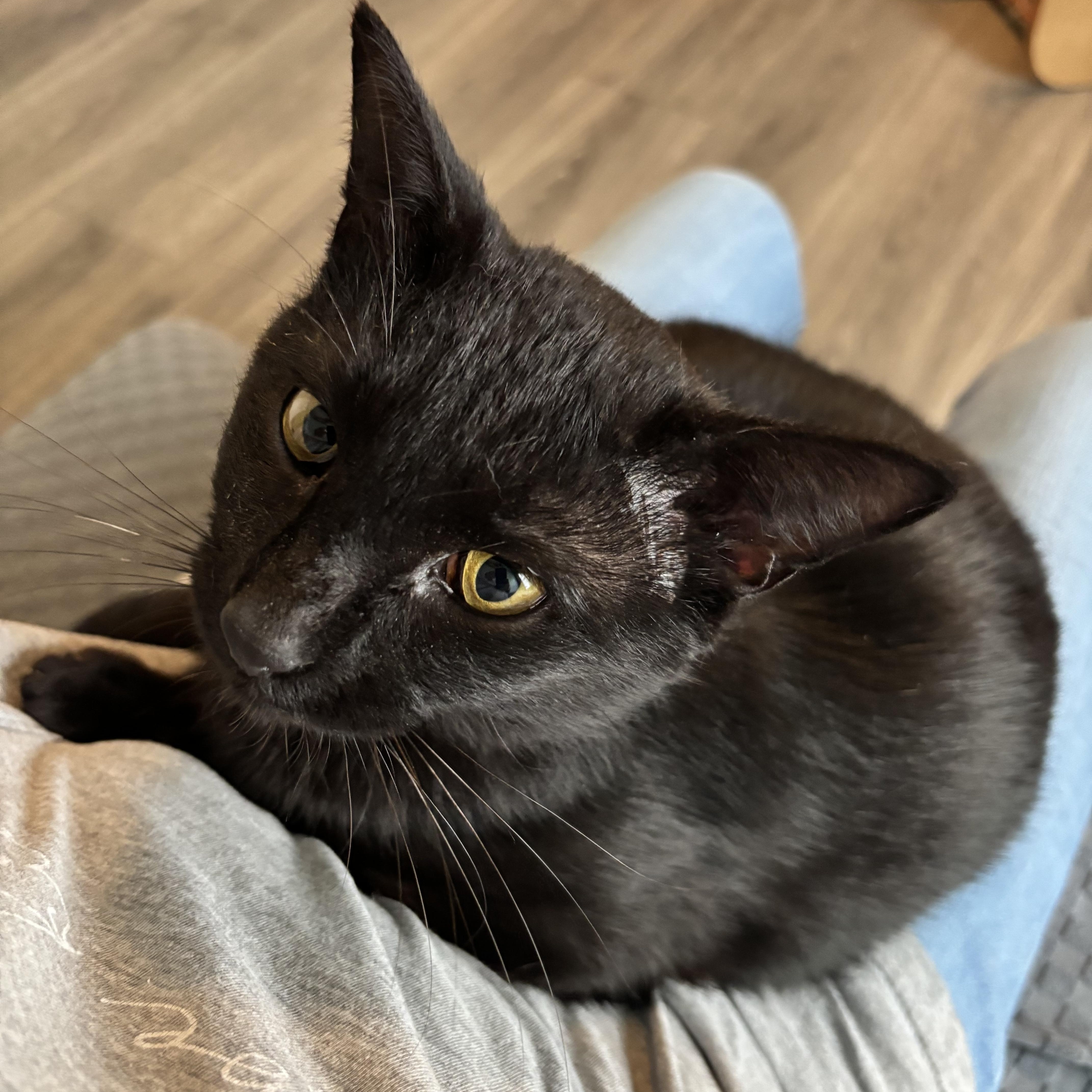 Enlarge OTIS- THE PLAYTIME PRO, a Adoptable Domestic Short Hair in Plano, TX image 6/6