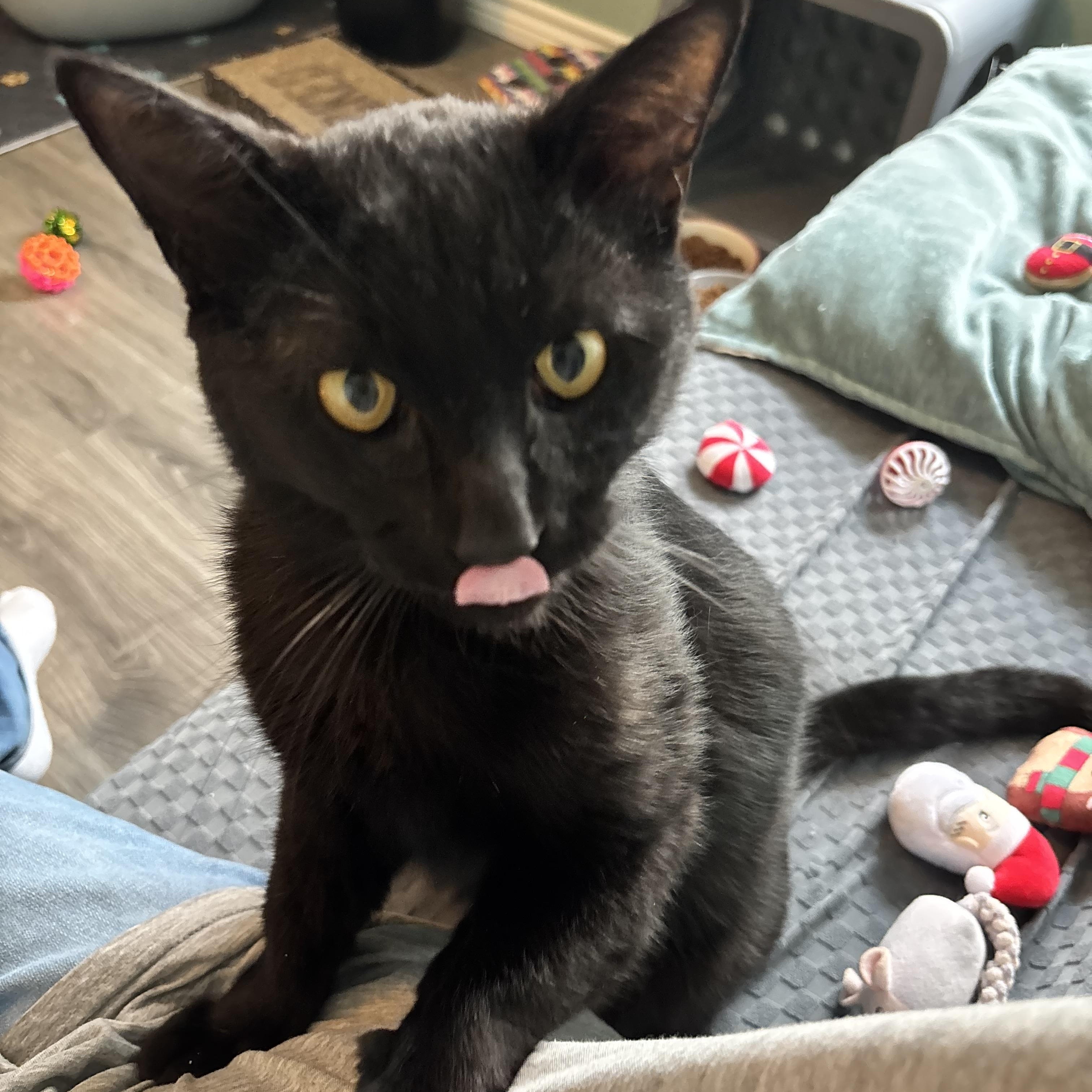 Enlarge OTIS- THE PLAYTIME PRO, a Adoptable Domestic Short Hair in Plano, TX image 3/6