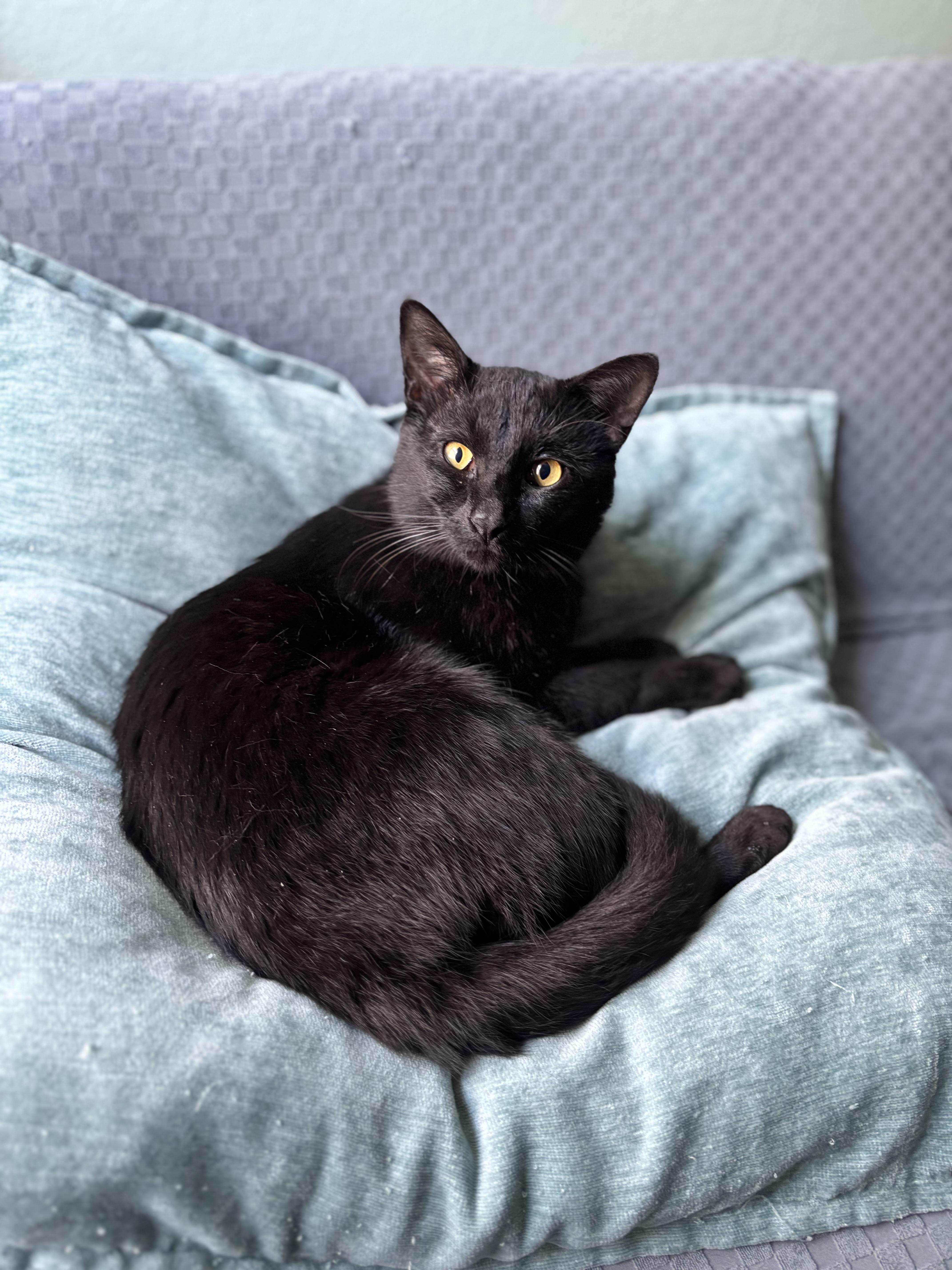 Enlarge OTIS- THE PLAYTIME PRO, a Adoptable Domestic Short Hair in Plano, TX image 4/6