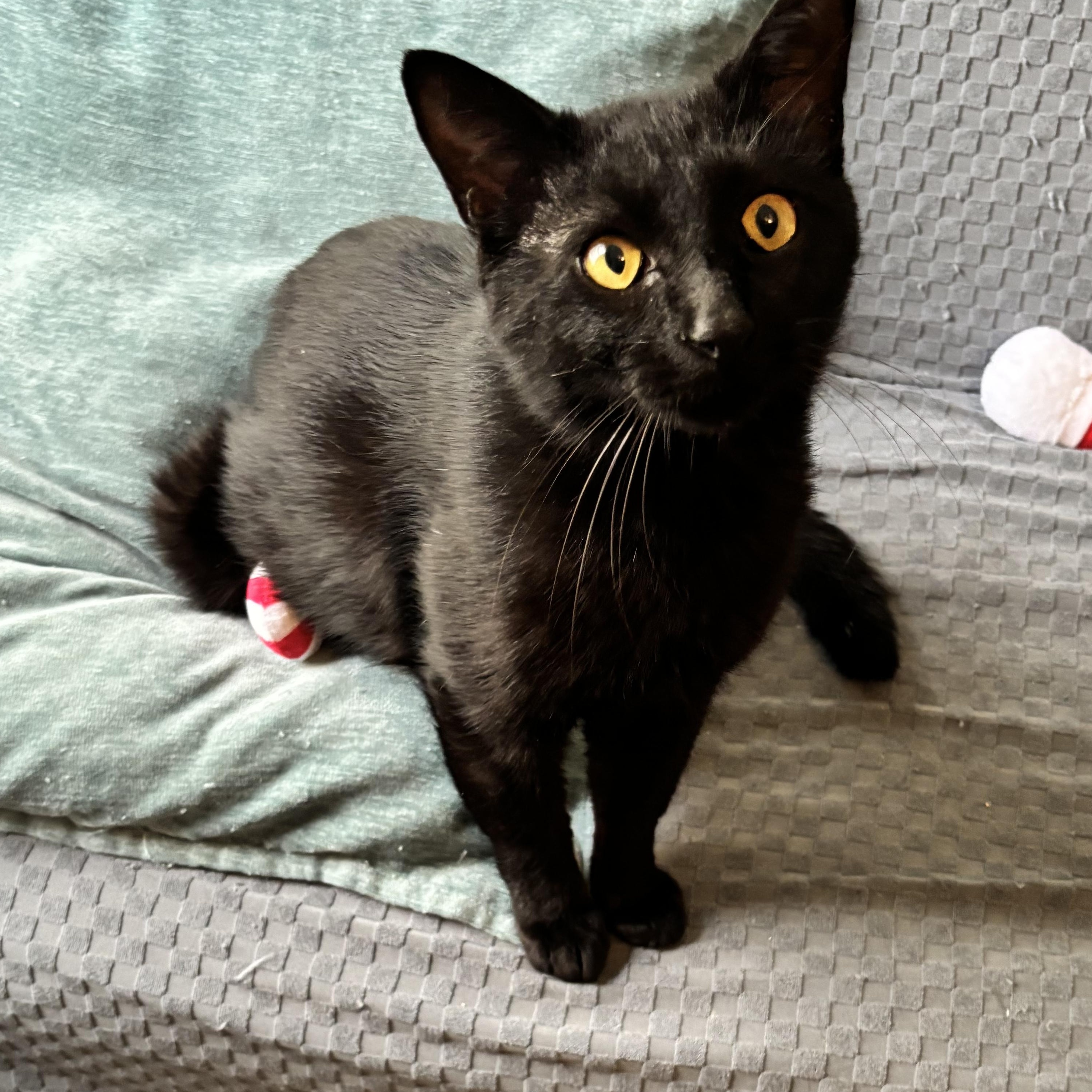 OTIS- THE PLAYTIME PRO, Adoptable, Adult Male Domestic Short Hair.