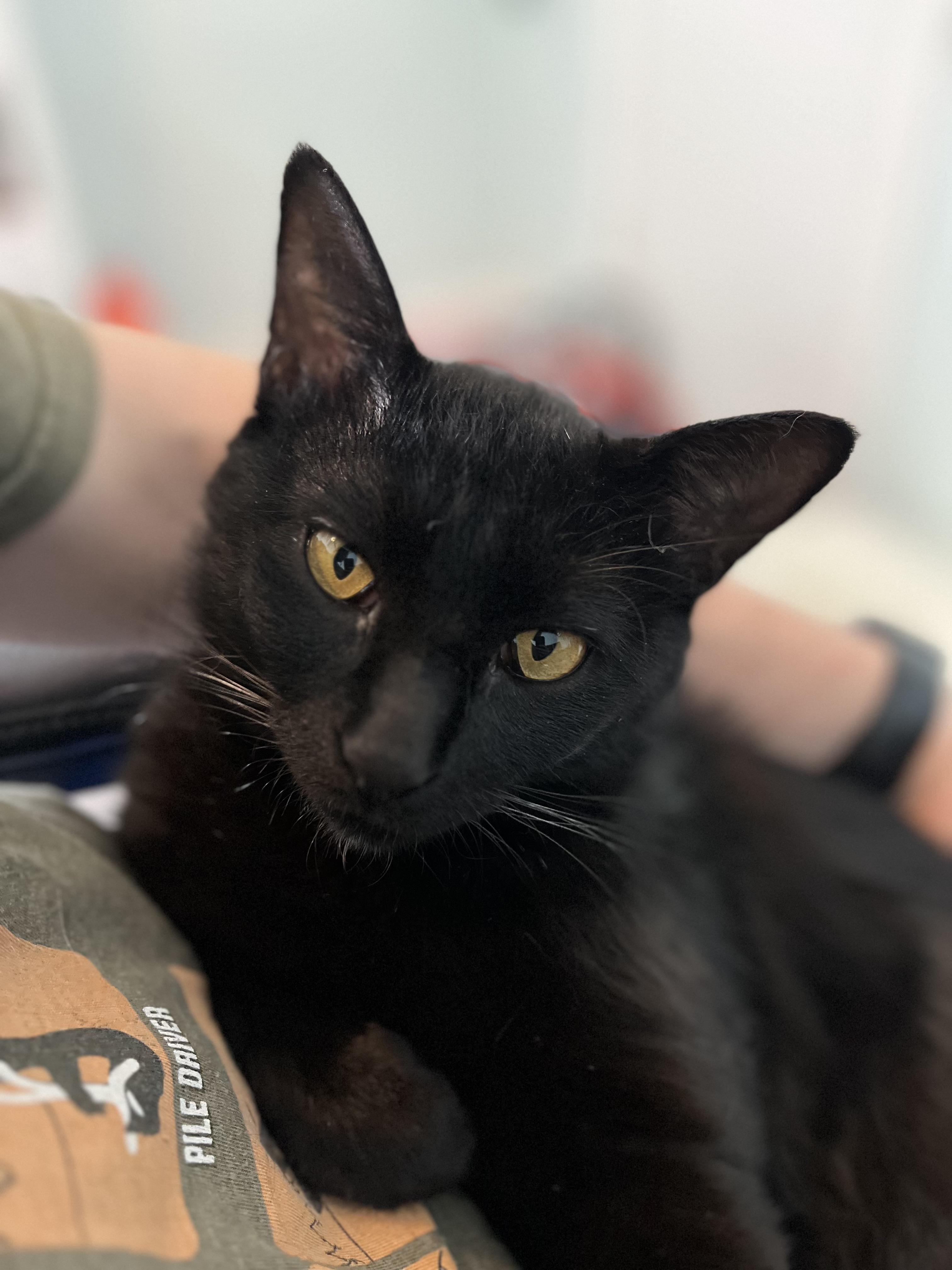 Enlarge OTIS- THE PLAYTIME PRO, a Adoptable Domestic Short Hair in Plano, TX image 2/6