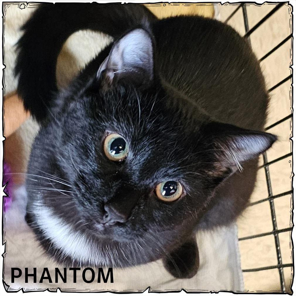 Enlarge Phantom, an adopted Domestic Short Hair in Whiting, IN image 1/1
