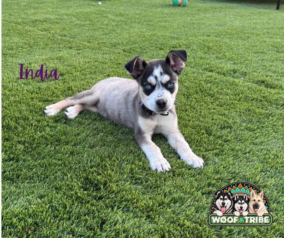 Enlarge India the exotic puppy princess, a Adoptable mixed breed in Manteca, CA image 4/6