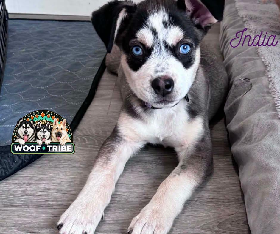 India the exotic puppy princess, Adoptable, Puppy Female Siberian Husky & Labrador Retriever.