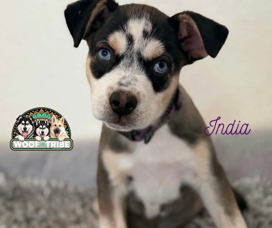 Enlarge India the exotic puppy princess, a Adoptable mixed breed in Manteca, CA image 5/6