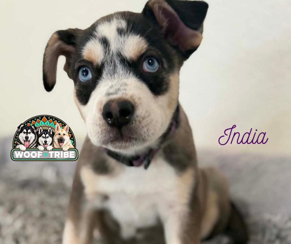 Enlarge India the exotic puppy princess, a Adoptable mixed breed in Manteca, CA image 3/6