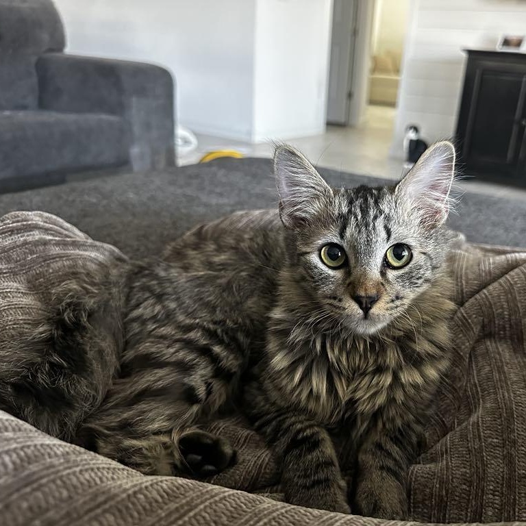 Otis