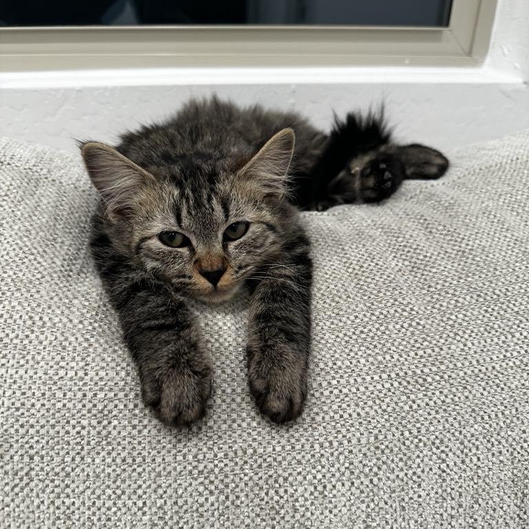 Otis
