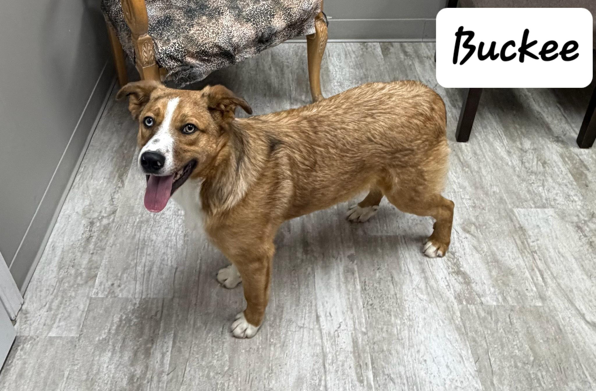 Enlarge Buckee, an adopted mixed breed in Urbana, OH image 1/1