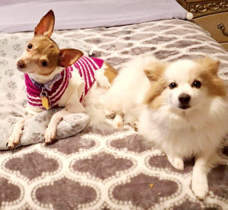 Enlarge Cinnamon!, a ADOPTABLE mixed breed in Roseville, CA image 2/5