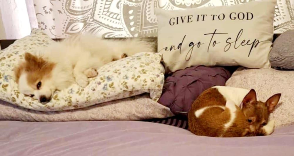 Enlarge Cinnamon!, a ADOPTABLE mixed breed in Roseville, CA image 4/5