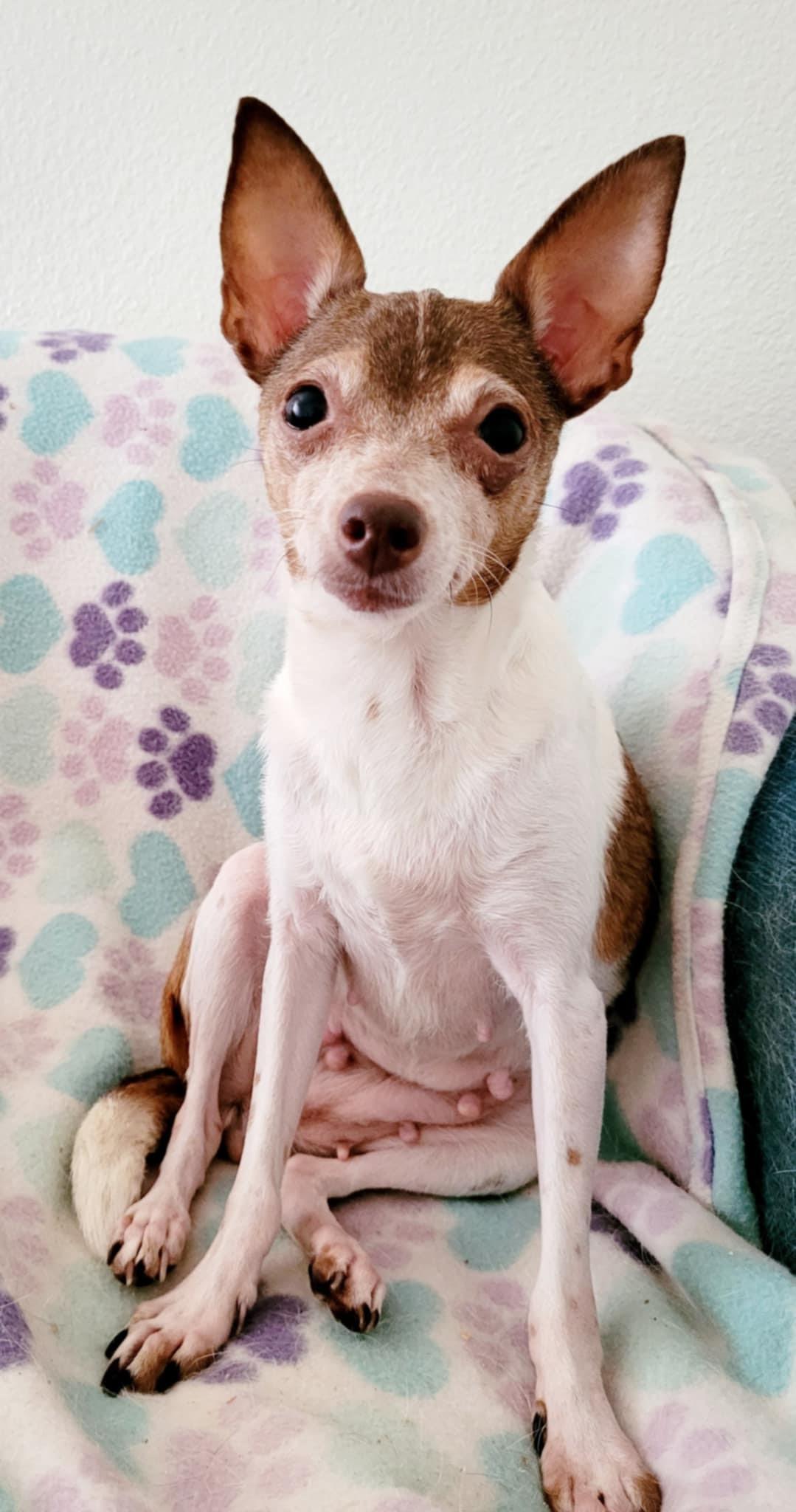 Enlarge Cinnamon!, a ADOPTABLE mixed breed in Roseville, CA image 3/5