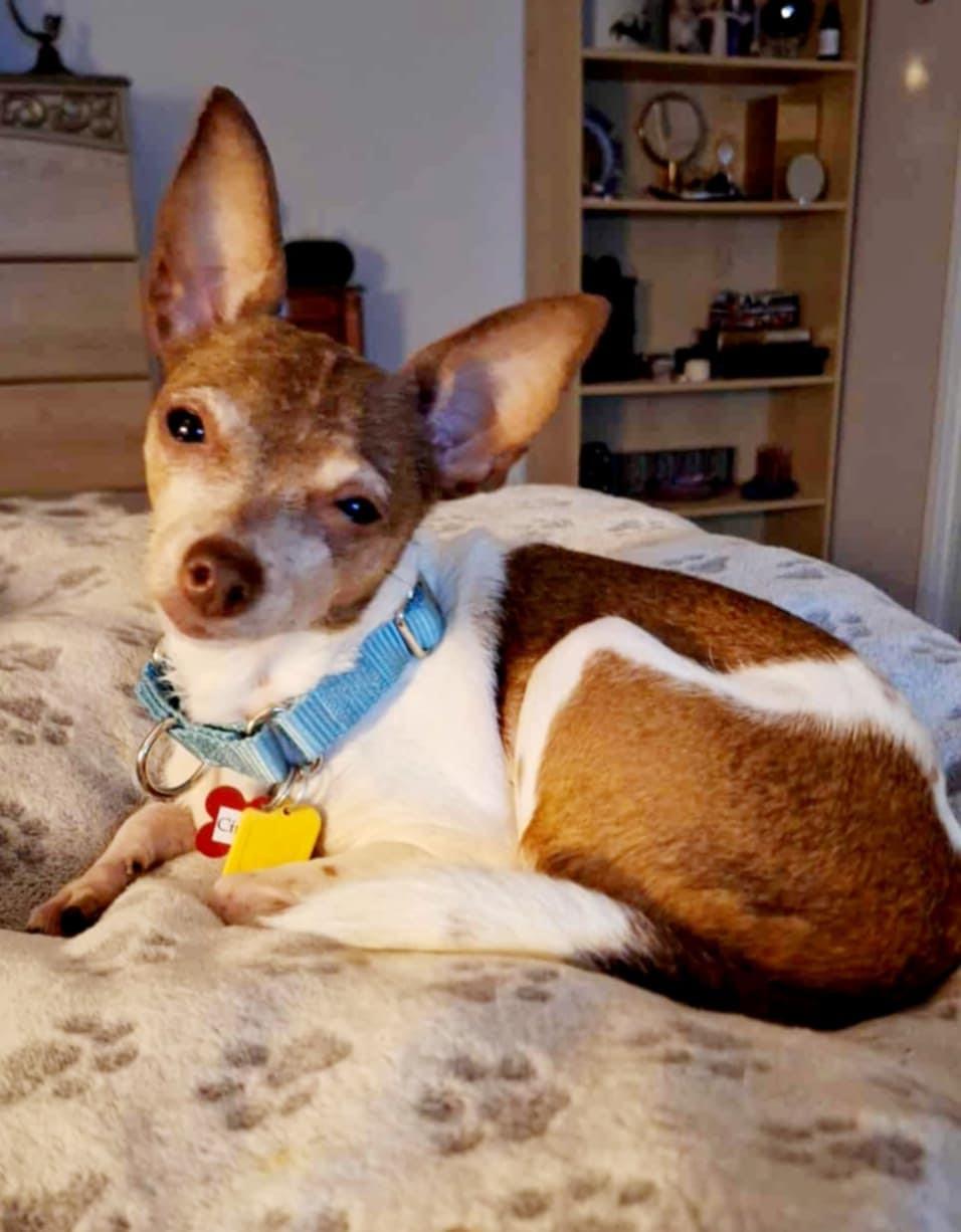 Enlarge Cinnamon!, a ADOPTABLE mixed breed in Roseville, CA image 1/5