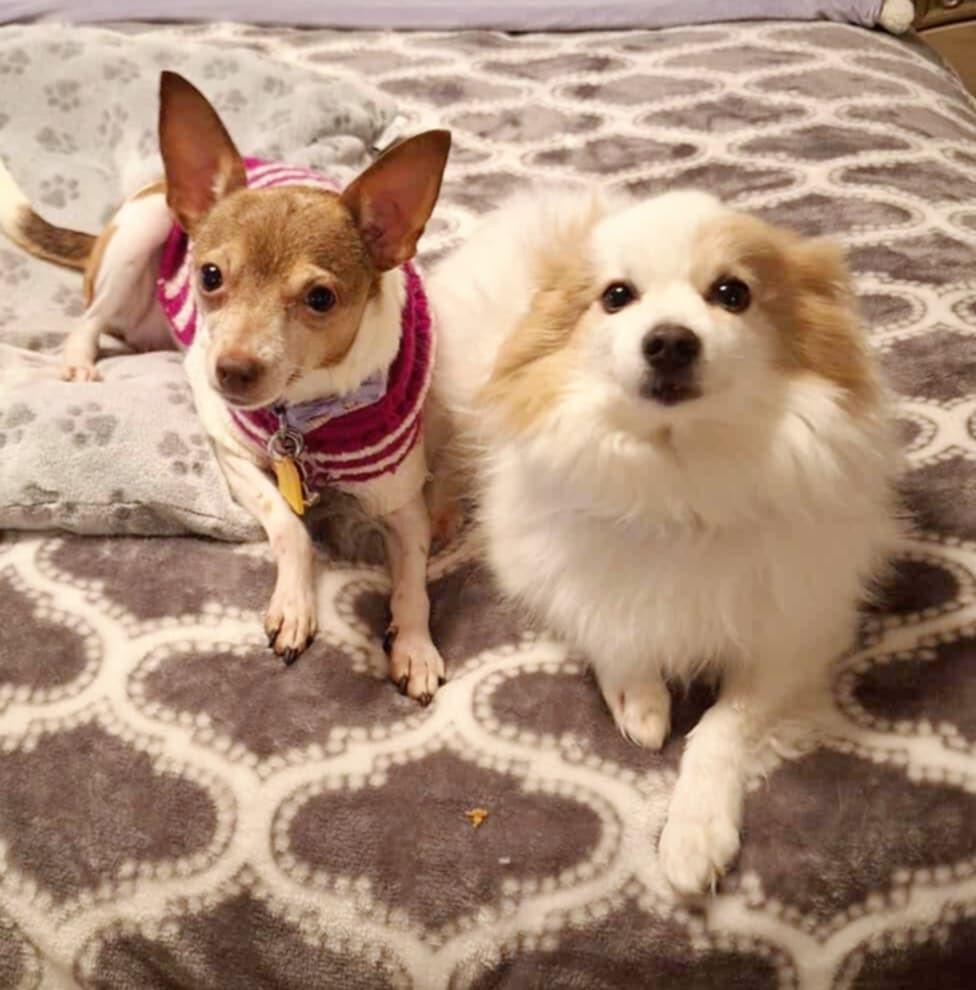 Enlarge Cinnamon!, a ADOPTABLE mixed breed in Roseville, CA image 5/5