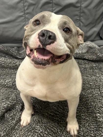Enlarge Peggy Sue, a Adoptable mixed breed in West Memphis, AR image 1/1