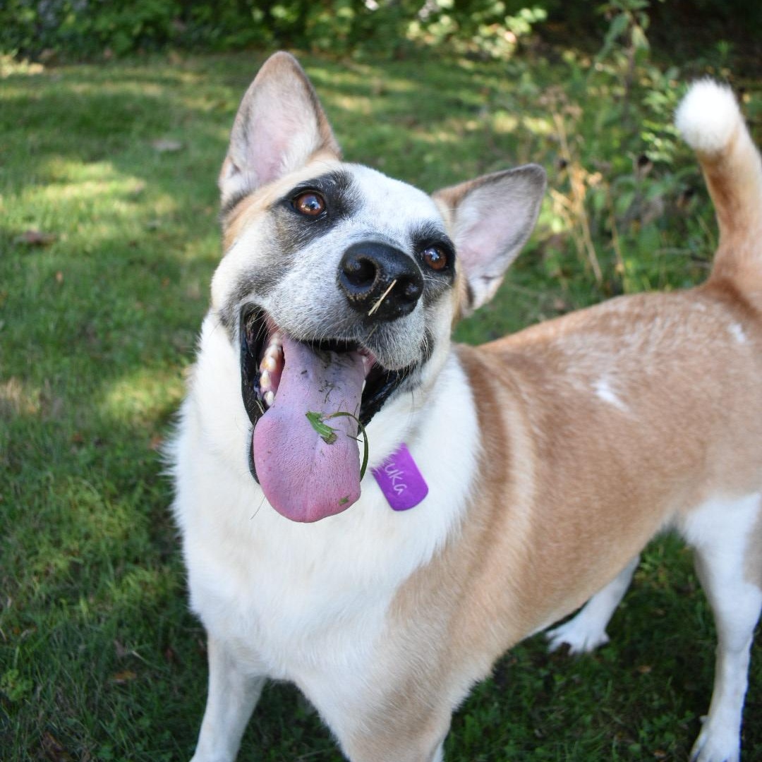 Enlarge Luca, a Adoptable mixed breed in Penfield, NY image 1/6