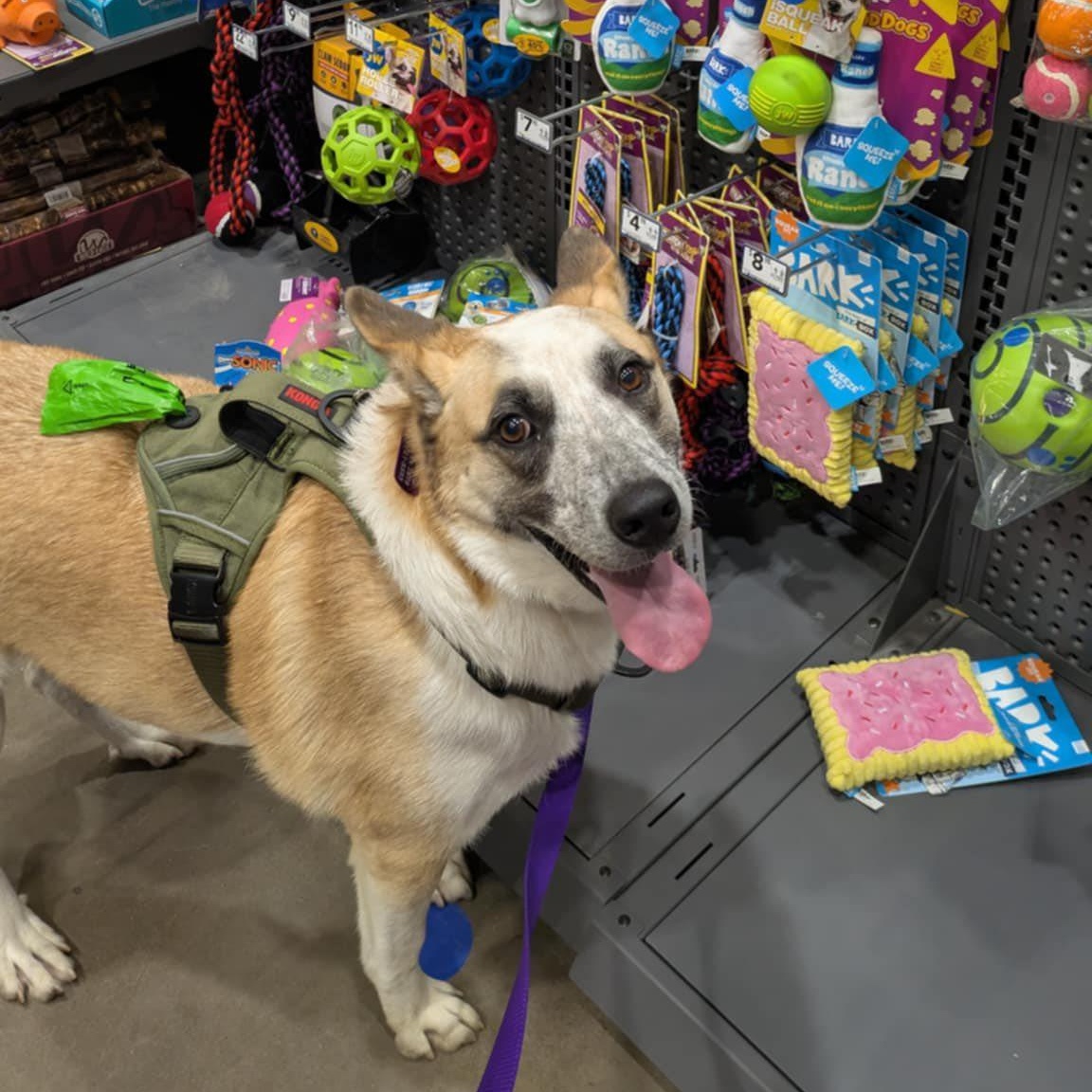 Luca, Adoptable, Young Male Cattle Dog.