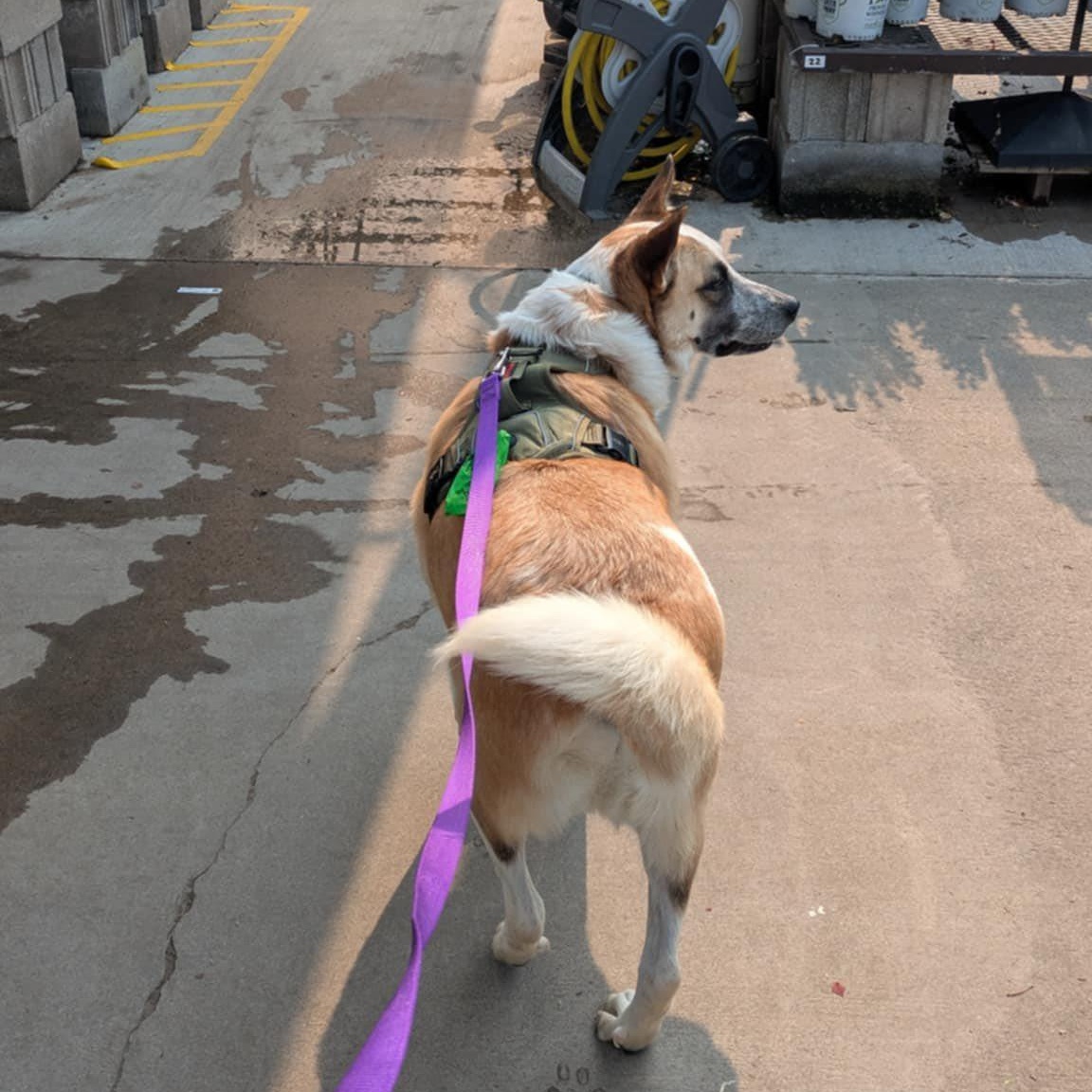 Luca, a Adoptable mixed breed in Penfield, NY image 2/6