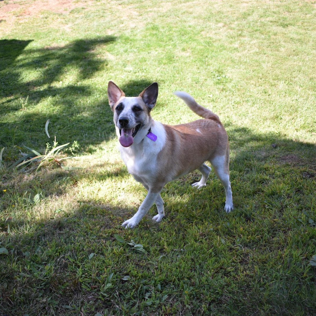 Enlarge Luca, a Adoptable mixed breed in Penfield, NY image 5/6