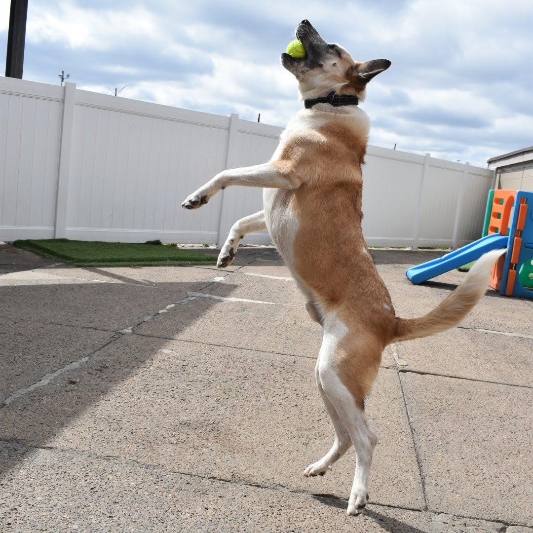Enlarge Luca, a Adoptable mixed breed in Penfield, NY image 2/6