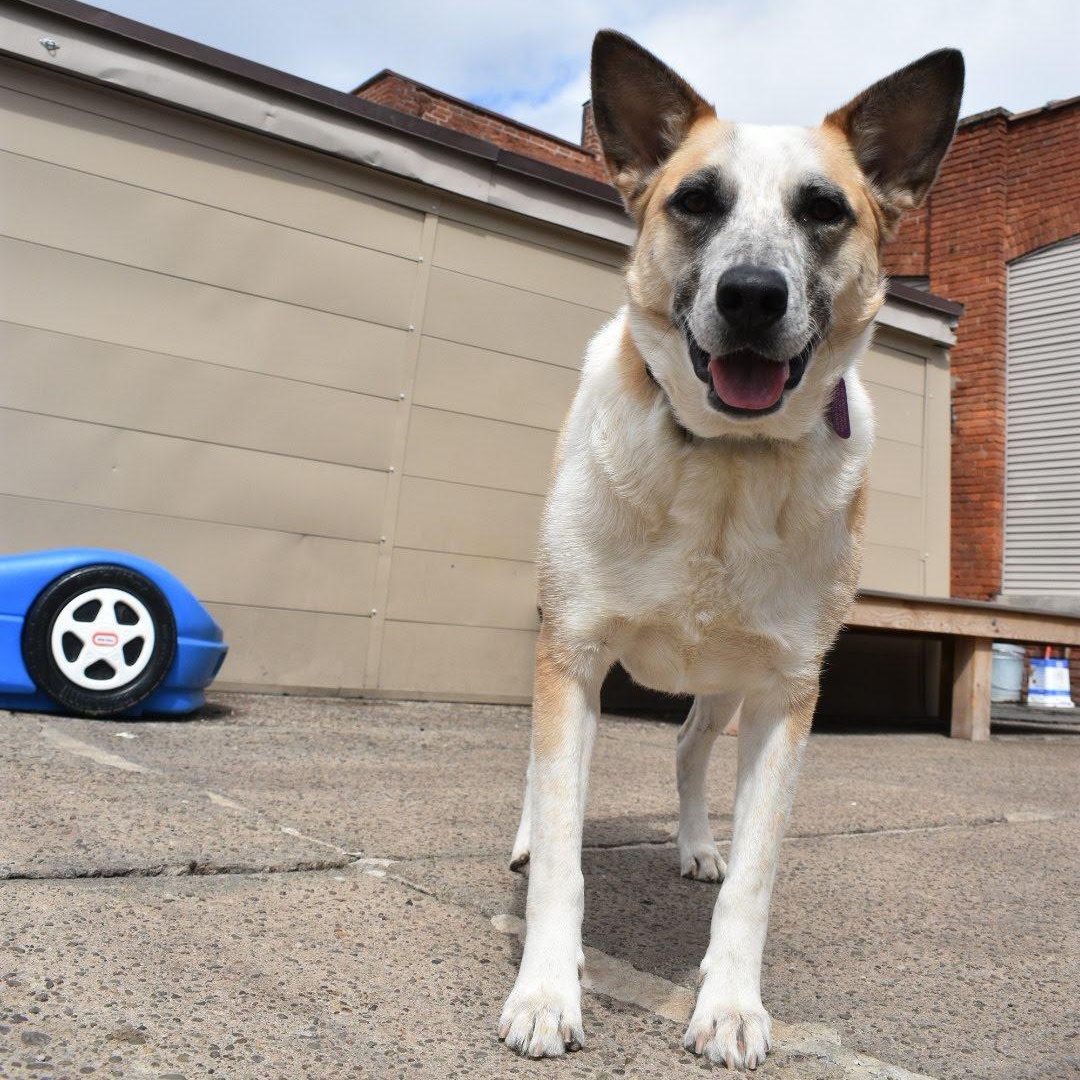 Enlarge Luca, a Adoptable mixed breed in Penfield, NY image 6/6