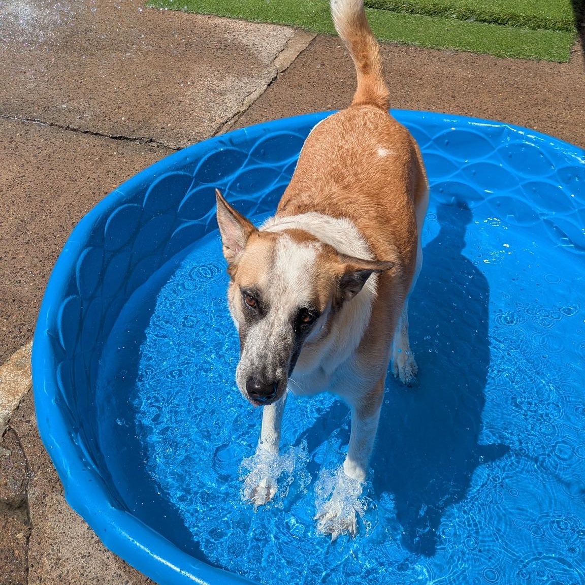 Enlarge Luca, a Adoptable mixed breed in Penfield, NY image 3/6