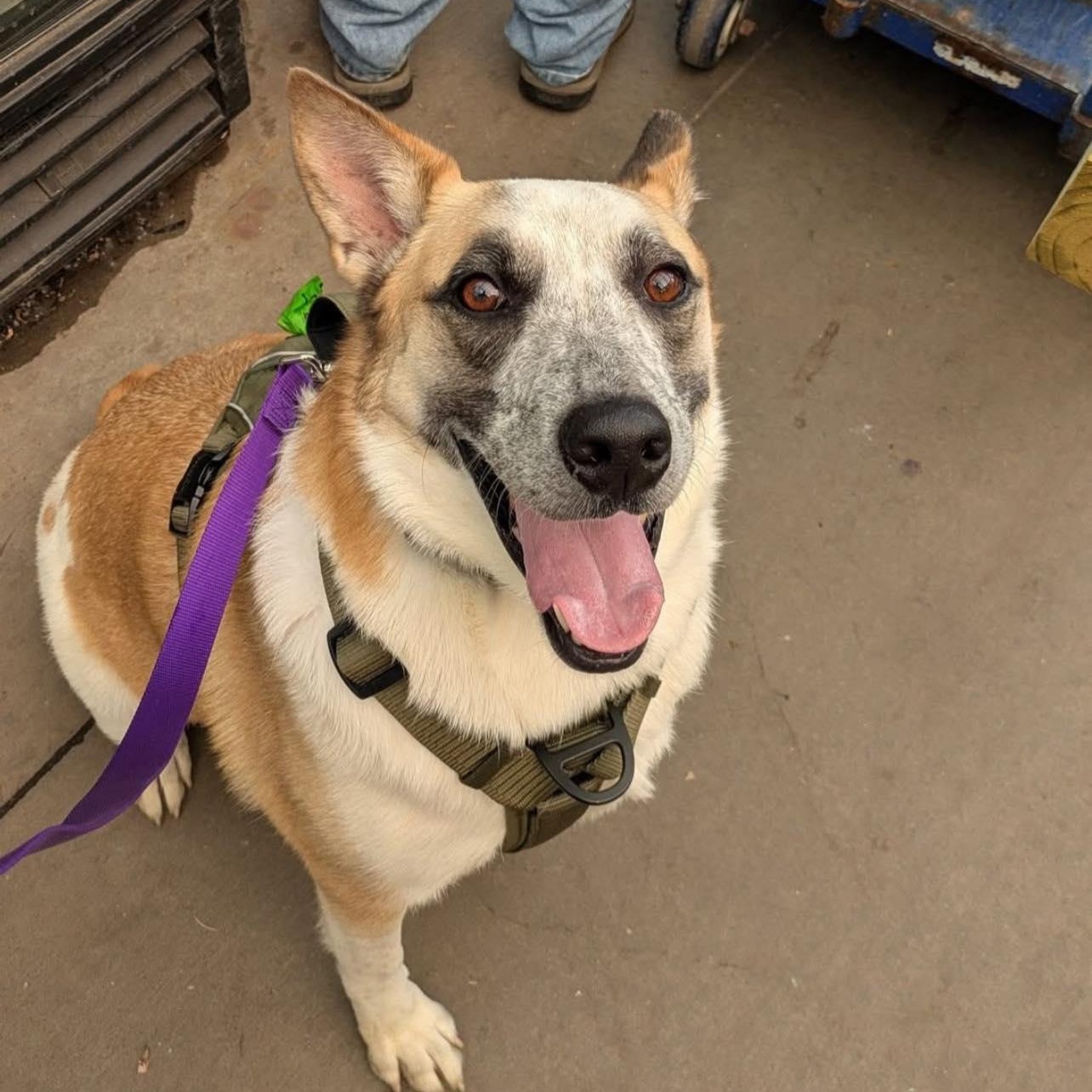 Luca, a Adoptable mixed breed in Penfield, NY image 4/6