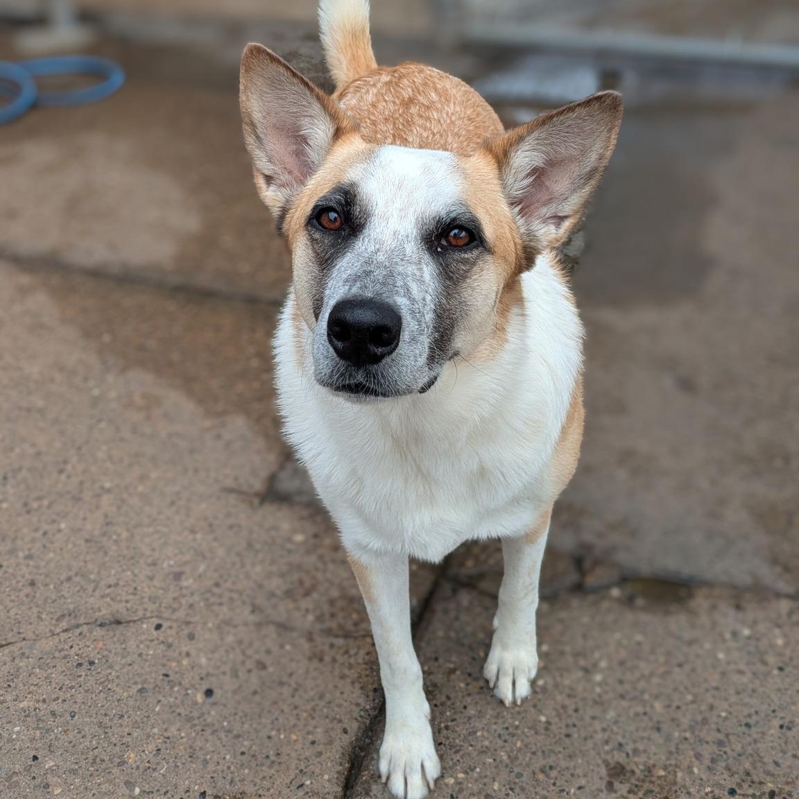 Enlarge Luca, a Adoptable mixed breed in Penfield, NY image 4/6