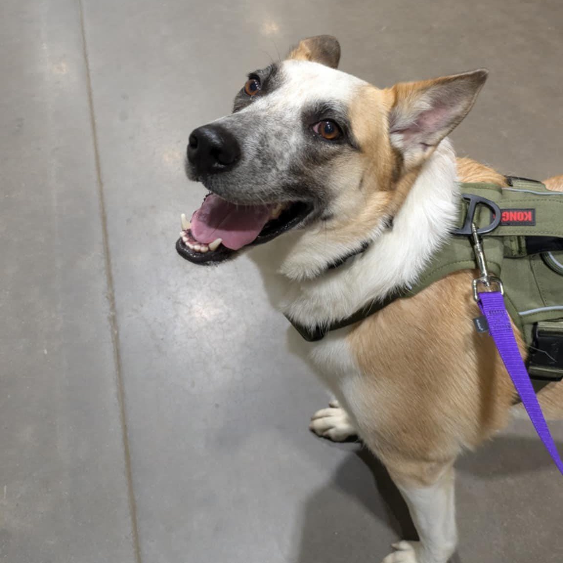 Luca, a Adoptable mixed breed in Penfield, NY image 6/6