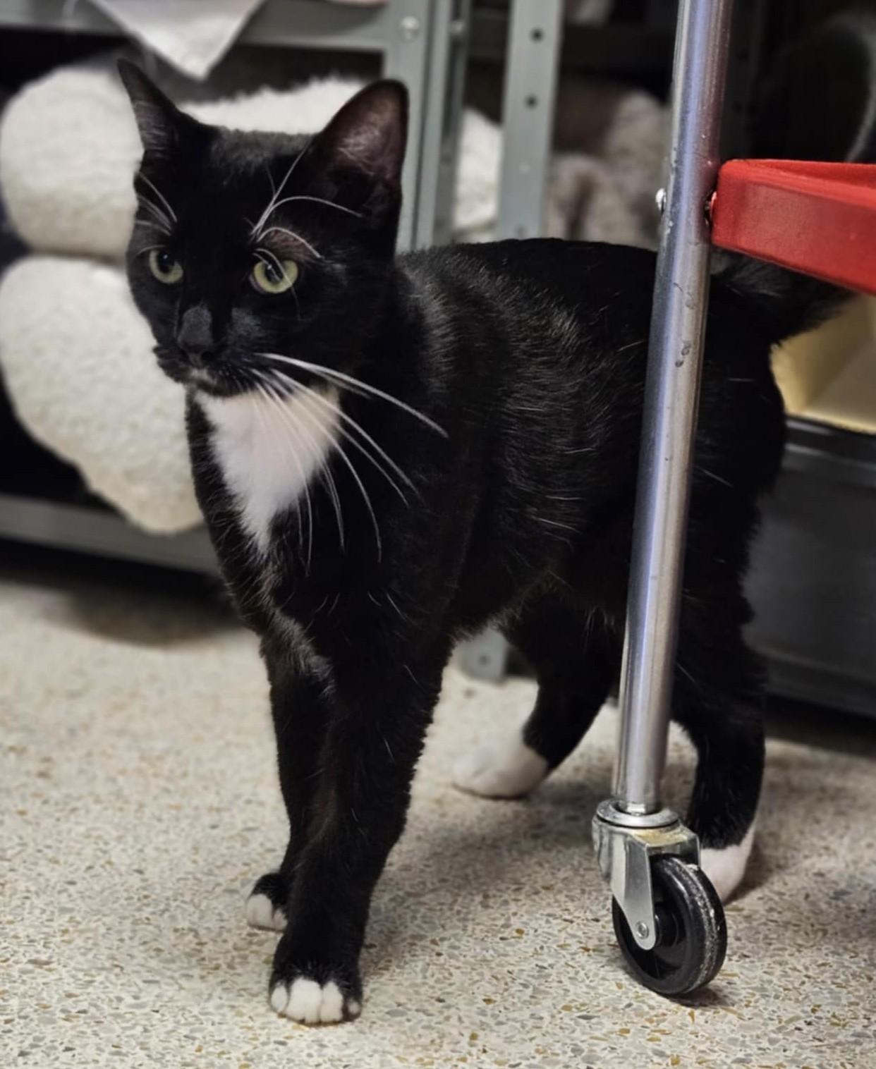 MILES, Adopted, Adult Male Domestic Short Hair & Tuxedo.