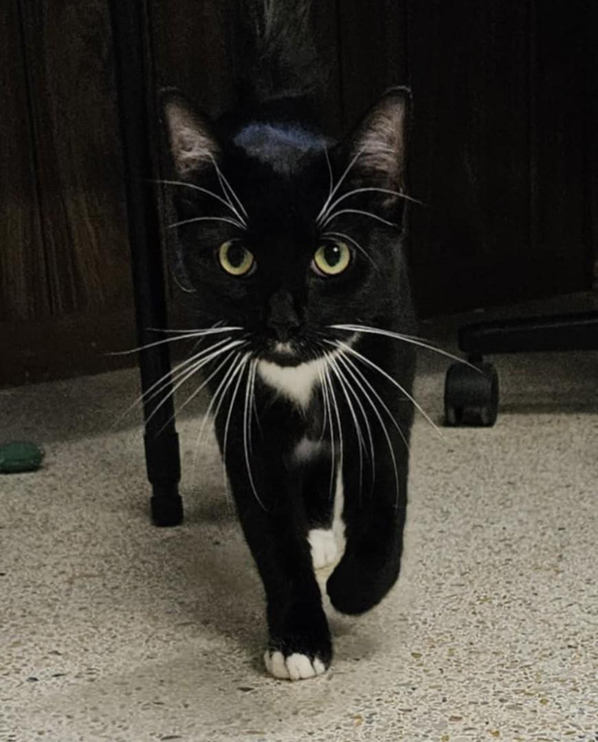 Enlarge MILES, a Adopted mixed breed in Crystal River, FL image 3/6