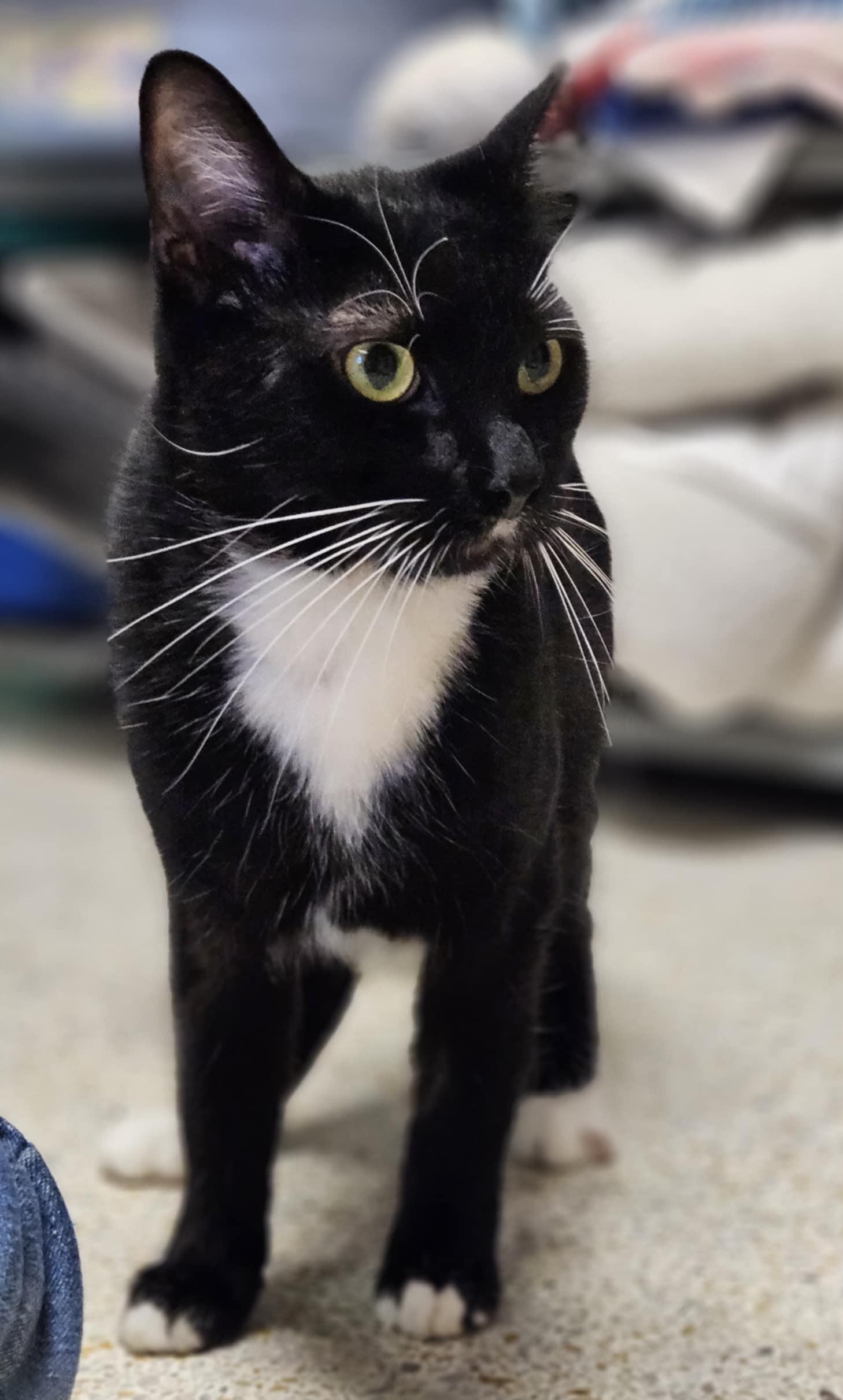 Enlarge MILES, a Adopted mixed breed in Crystal River, FL image 5/6