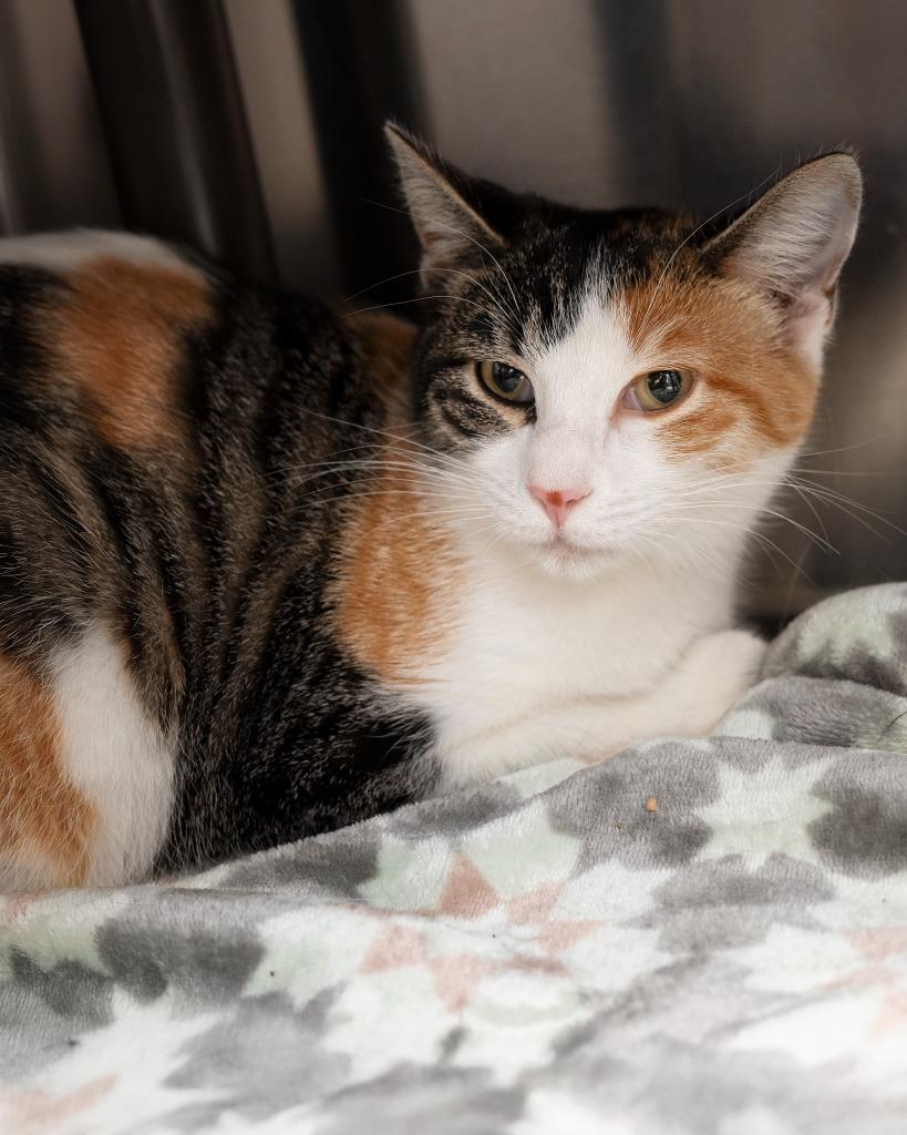 Enlarge Kayli bonded to Cali, a Adoptable mixed breed in Boone, IA image 1/3