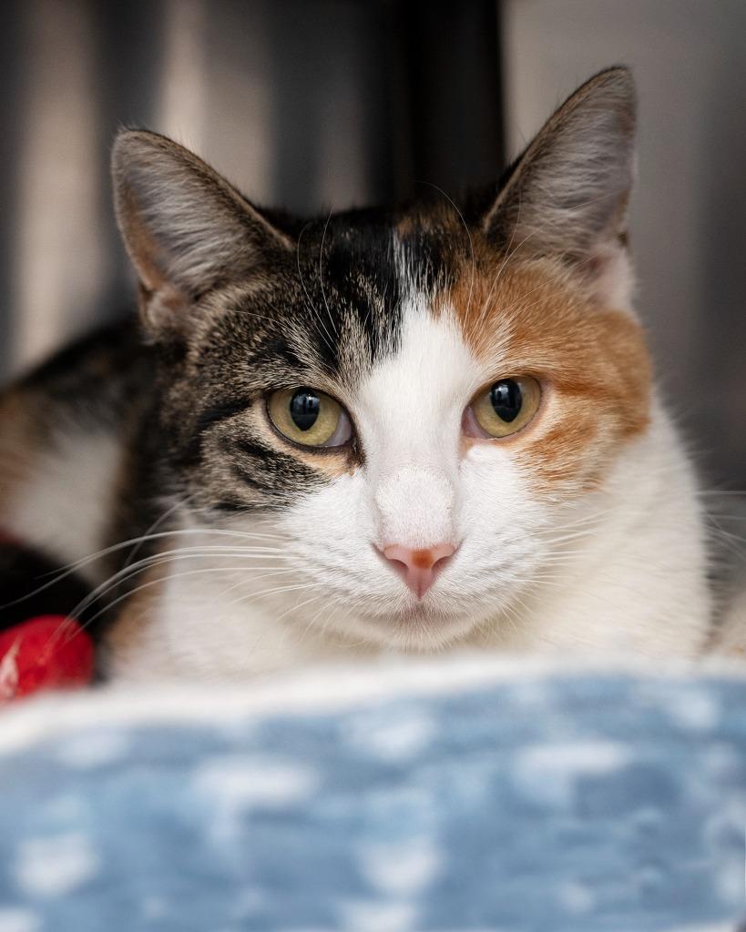 Enlarge Kayli bonded to Cali, a Adoptable mixed breed in Boone, IA image 2/3