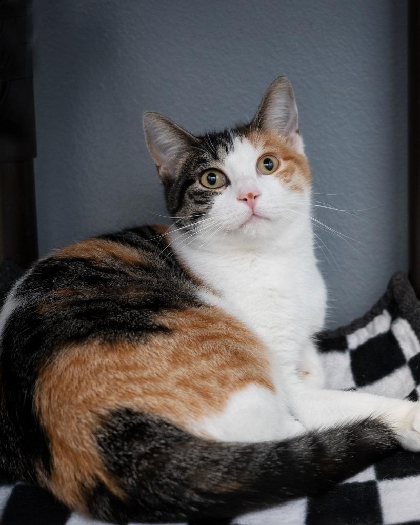 Enlarge Kayli bonded to Cali, a Adoptable mixed breed in Boone, IA image 3/3