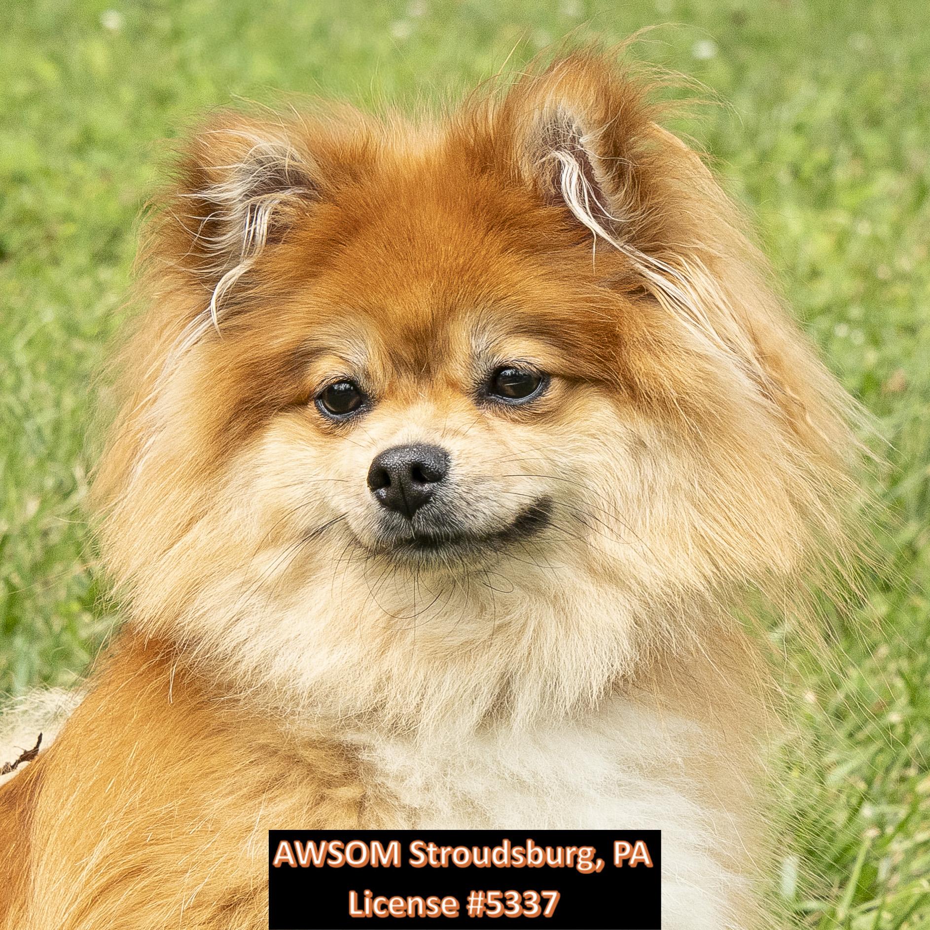Enlarge Ginger, an adopted mixed breed in Stroudsburg, PA image 3/3