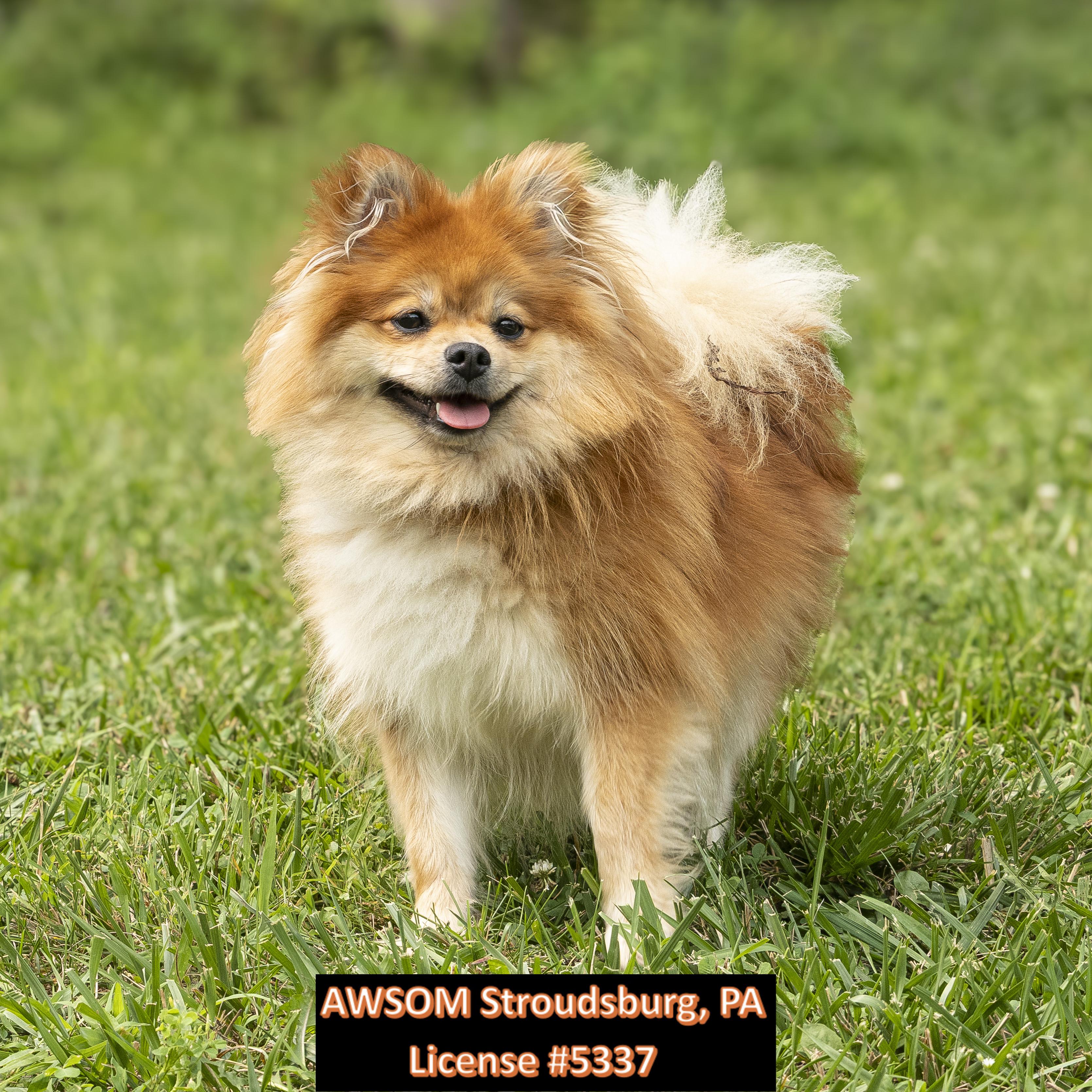 Enlarge Ginger, an adopted mixed breed in Stroudsburg, PA image 1/3
