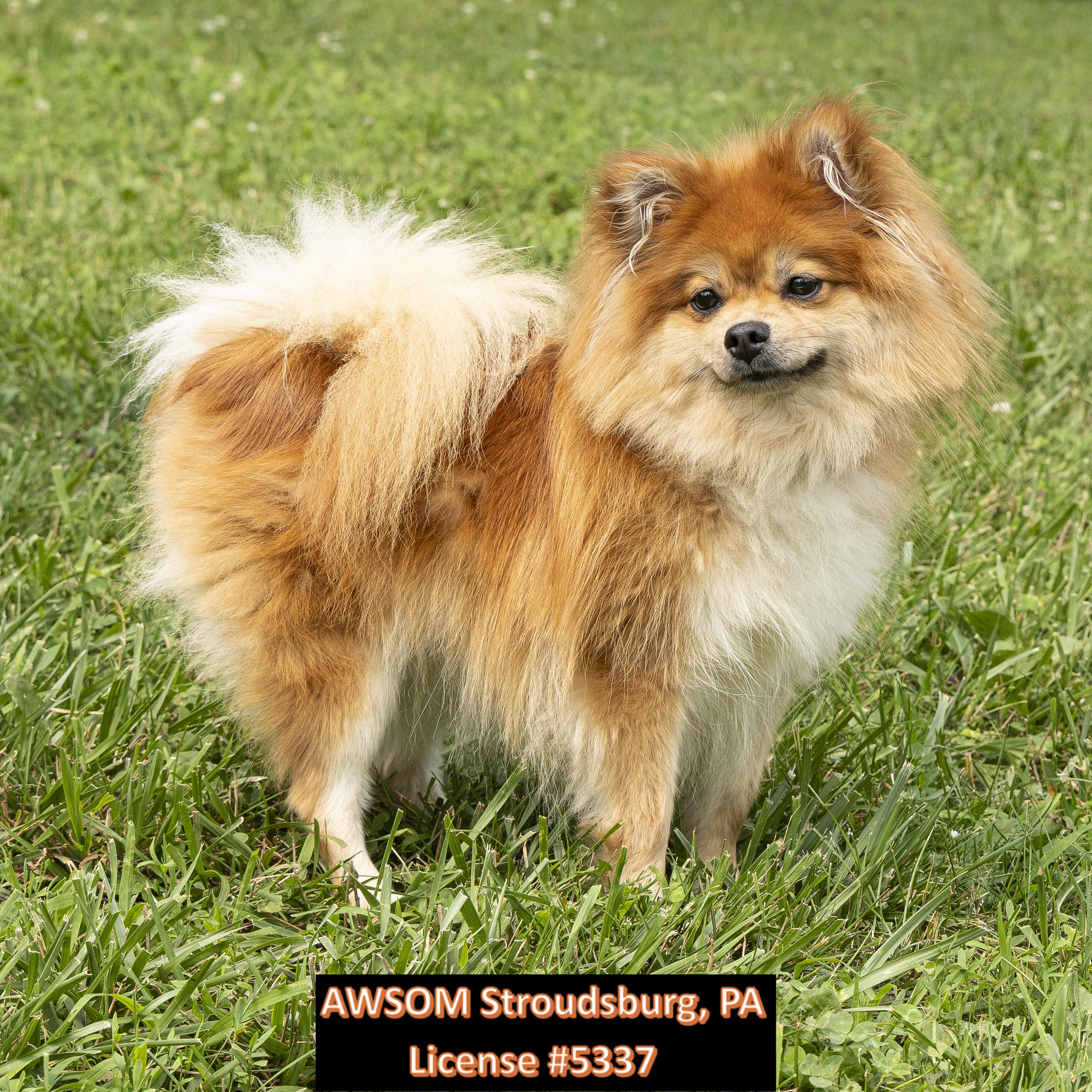 Enlarge Ginger, an adopted mixed breed in Stroudsburg, PA image 2/3