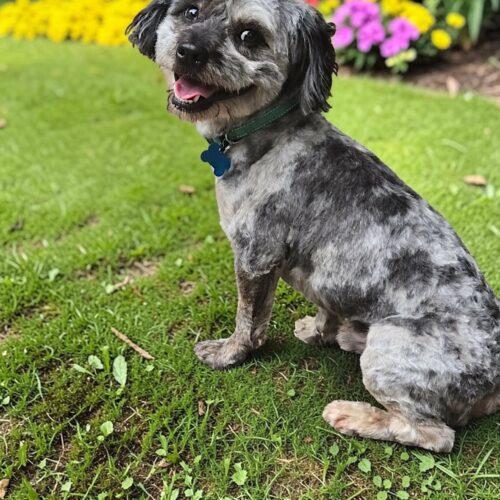 Franklin, Adoptable, Young Male Shih Tzu.