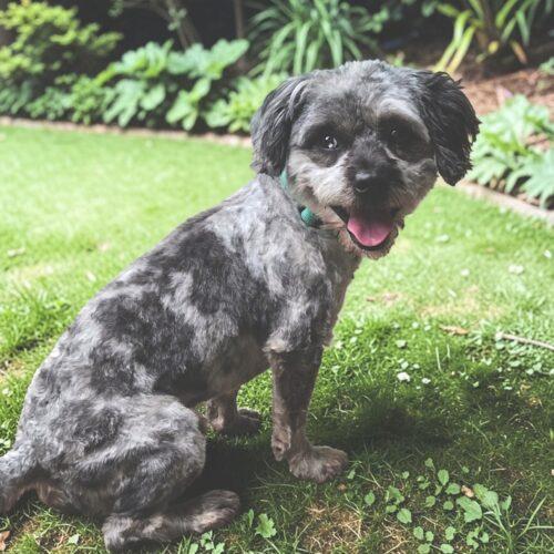 Franklin, a Adoptable Shih Tzu in Memphis, TN image 2/3