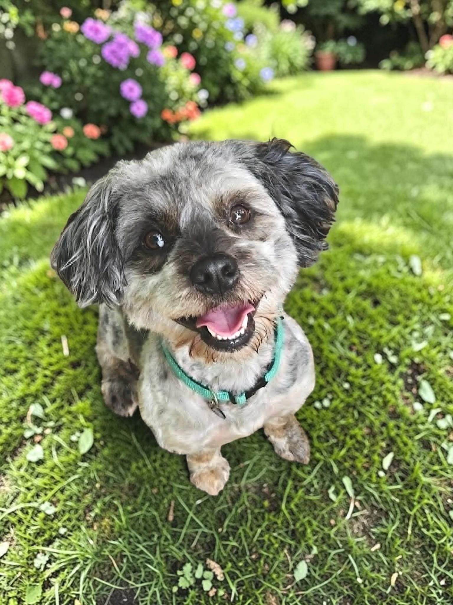 Franklin, a Adoptable Shih Tzu in Memphis, TN image 3/3